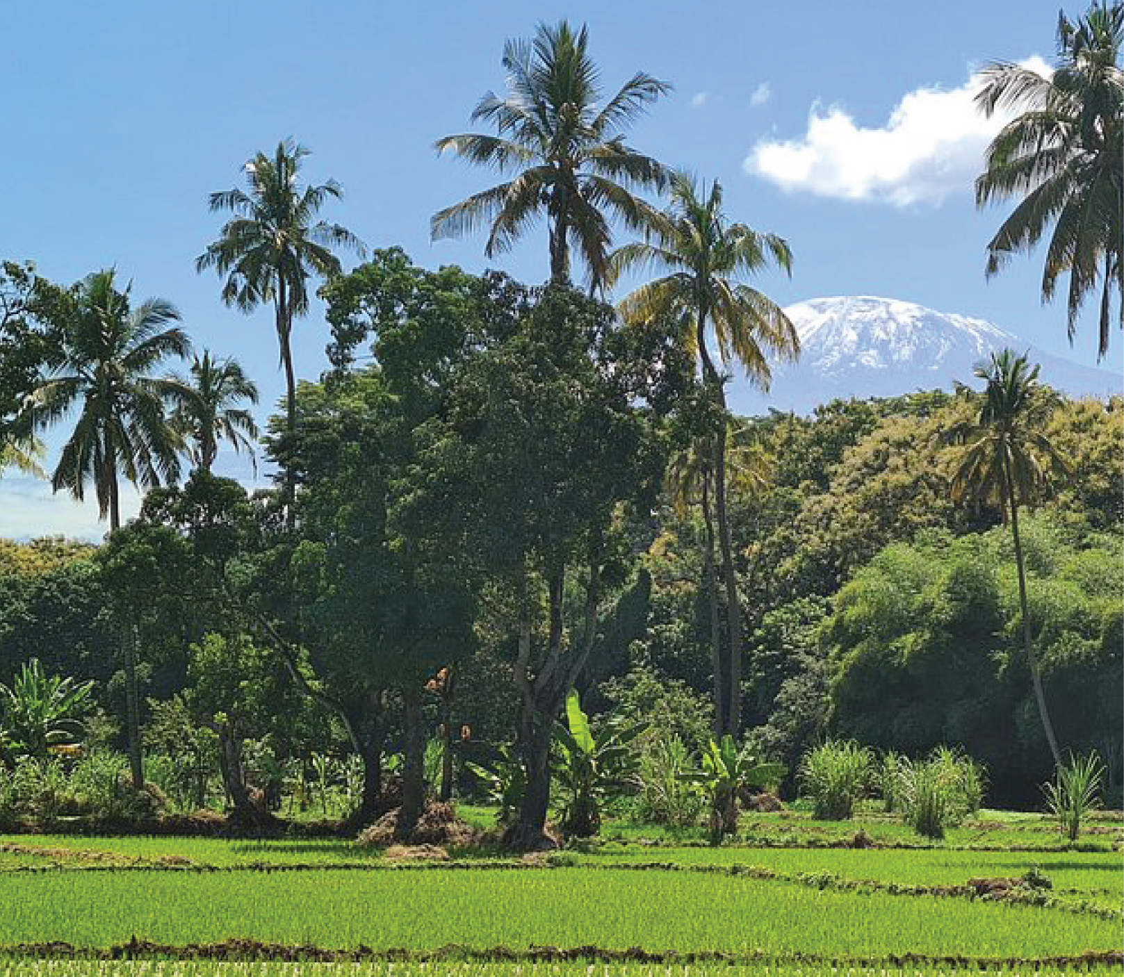 Rau Forest and Rice